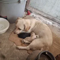 سگ پاکوتاه