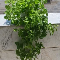 گل ناز یخی|گل و گیاه طبیعی|اردبیل, |دیوار