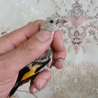 ۵ عدد جوجه سهره