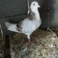 کبوتر کفتر