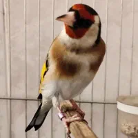 سهره دهن لر