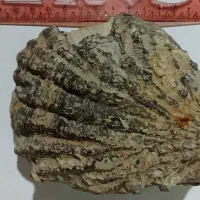 صدف دو کفه ای