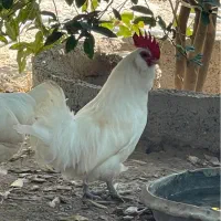 خروس ریشی