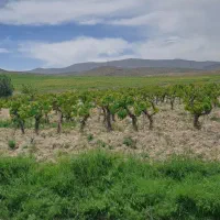 باغ-انگور-ثمری-بیضا-1300متر