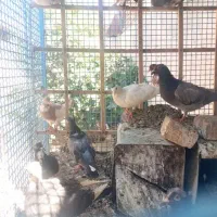 کبوتر فروشی