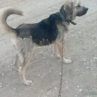 سگ پژدر