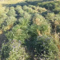 یونجه|گل و گیاه طبیعی|خواجه, |دیوار