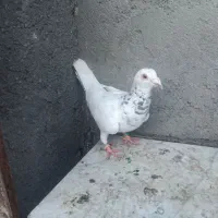 کفتر بوم سار وسبز سرخ و سوسکی سبز پلنگ سیاه