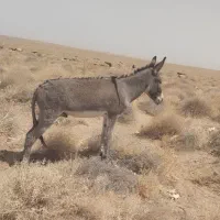 الاغ نر