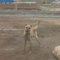سگ گله