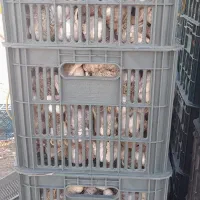 سیر بذری و خوراکی