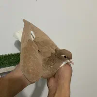 ساده کاکلی فروشی