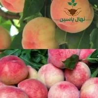 ارقام نهال های پربار و زود ده