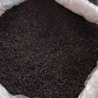 چایی قلم و شکسته بهاره گیلان