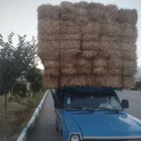 کاه گندم درجه ۱