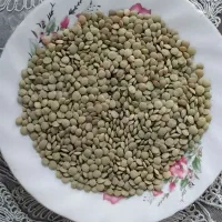 عدس مرغوب و تمیز
