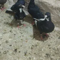 کبوتر