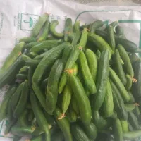 خیار ریز مخصوص خیارشور مال پیشه دلان