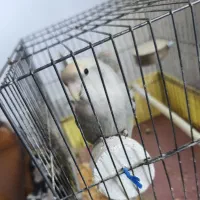 طوطی برزیلی رنگ خاص