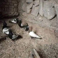 کبوتر|پرنده|ملک‌آباد, |دیوار