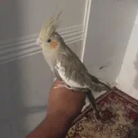 عروس هلندی فول دستی و سخنگو