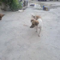 سگ پاکوتاه