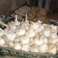 سیر درگزین