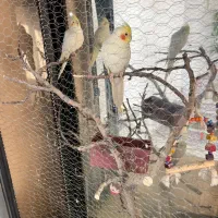 ۳عدد عروس هلندی دوتا جفتن با جوجشون