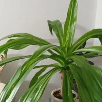 گل معاوضه با قناری