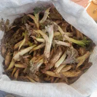 مندی|گل و گیاه طبیعی|ارومیه, |دیوار