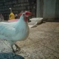 دوعدد مرغ جوان