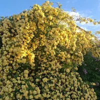 سرایدار