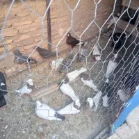 کبوتر فروشی ارزان