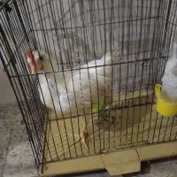 مرغ ۳ماه