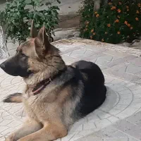سگ ژرمن|سگ|ارومیه, |دیوار