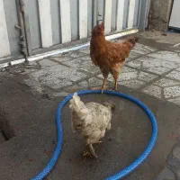 مرغ و خروس