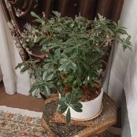 * بنسای و یک دسته گل خشک بومادران  *
