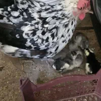 جوجه مرغ گلین یک روزه