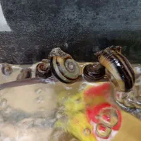 حلزون کلمبیا نظافتچی آکواریوم
