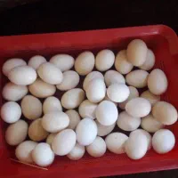 تخم مرغ نطفه دار