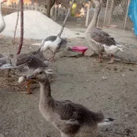 ده عدد غاز و جوجه غاز