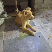 سگ پاکوتاه