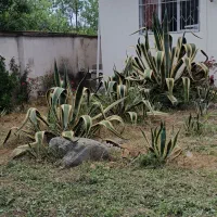 گل خنجری یا آگاو