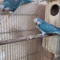 راهب مولد