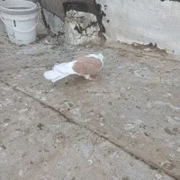 پرنده