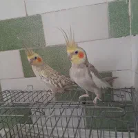 عروس هلندی