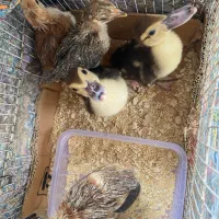 اردک اسراییل باجوجه