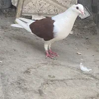 کفتر ماده پشت سرخ