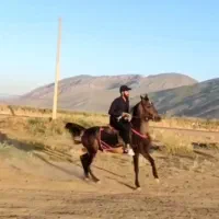 مادیون|اسب و تجهیزات اسب‌سواری|کرمانشاه, |دیوار