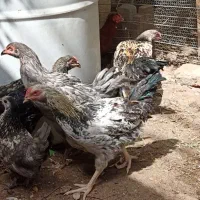 گلین نیمچه ۴ ماهه